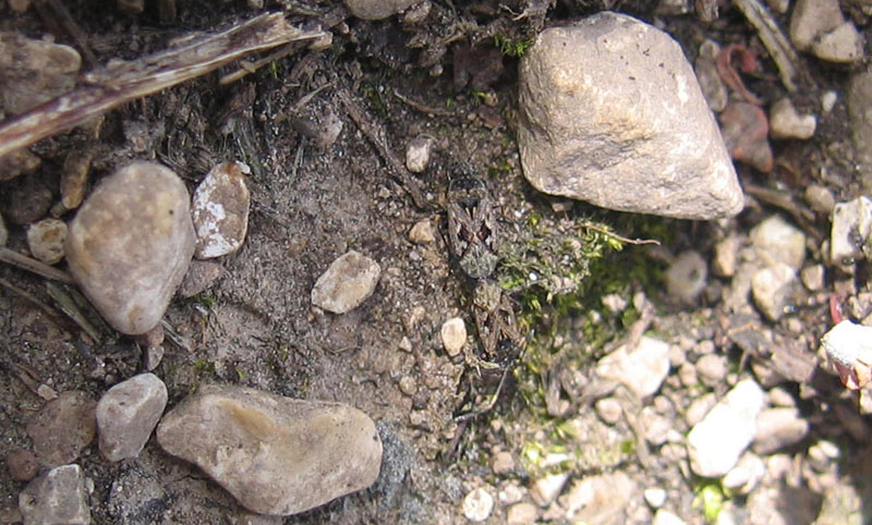 Lygaeidae. È più difficile determinarli... o vederli ?